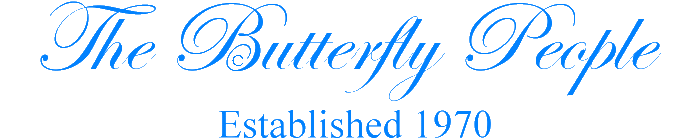 Butterfly People Artwork
