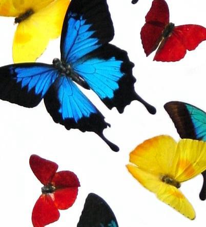 color sweep of butterflies